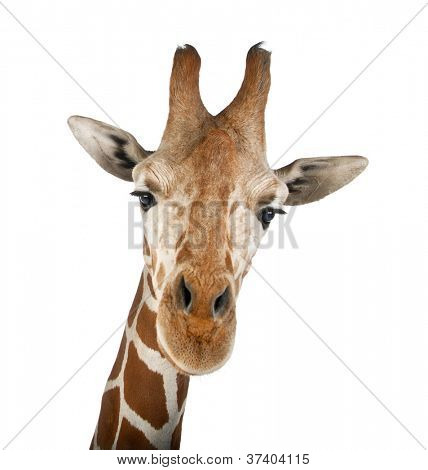 Somali Giraffe, commonly known as Reticulated Giraffe, Giraffa camelopardalis reticulata, 2 and a half years old close up against white background