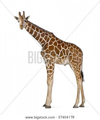 Somali Giraffe, commonly known as Reticulated Giraffe, Giraffa camelopardalis reticulata, 2 and a half years old standing against white background