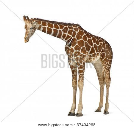 Somali Giraffe, commonly known as Reticulated Giraffe, Giraffa camelopardalis reticulata, 2 and a half years old standing against white background