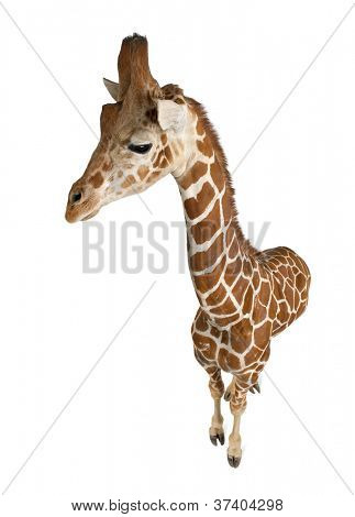 High angle view of Somali Giraffe, commonly known as Reticulated Giraffe, Giraffa camelopardalis reticulata, 2 and a half years old standing against white background