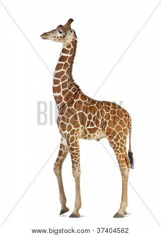 Somali Giraffe, commonly known as Reticulated Giraffe, Giraffa camelopardalis reticulata, 2 and a half years old walking against white background