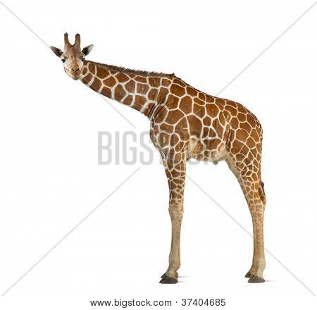 Somali Giraffe, commonly known as Reticulated Giraffe, Giraffa camelopardalis reticulata, 2 and a half years old standing against white background