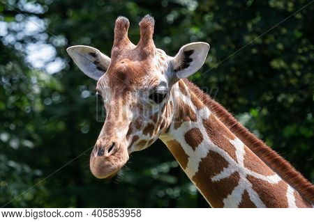 Portrait Of Reticulated Giraffe, Giraffa Camelopardalis Reticulata, Also Known As The Somali Giraffe