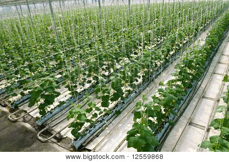 Hydroponic cultivation of cucumbers in greenhouse