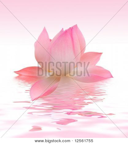 Beautiful Lotus