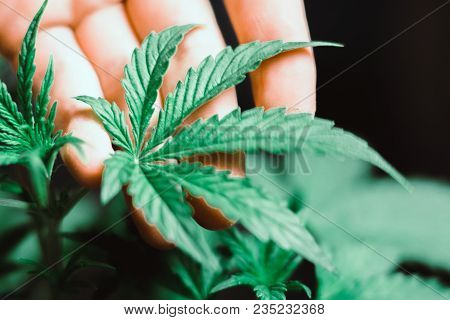 A Small Cannabis Leaf In The Hands Of A Male Macro Shot Leaf In The Hands Macro Shot On A Vegetation