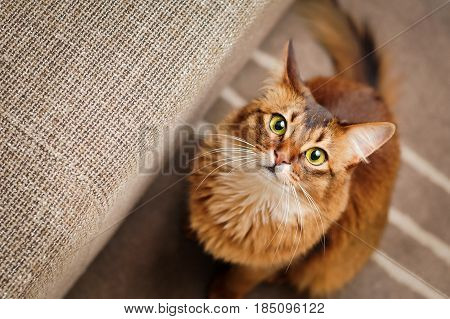 Somali Cat Looking Up. Cute purebred ruddy somali cat looking up staring at the camera.