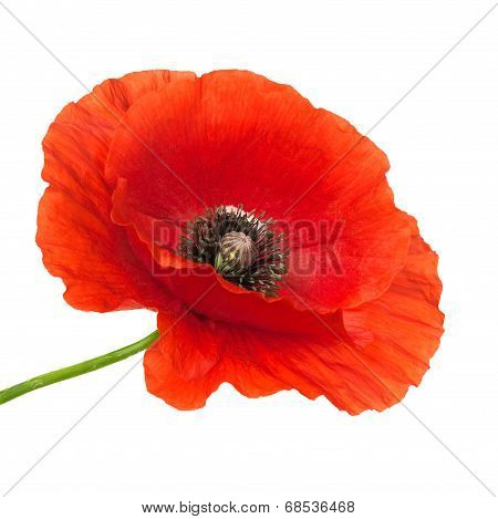 Poppy flower