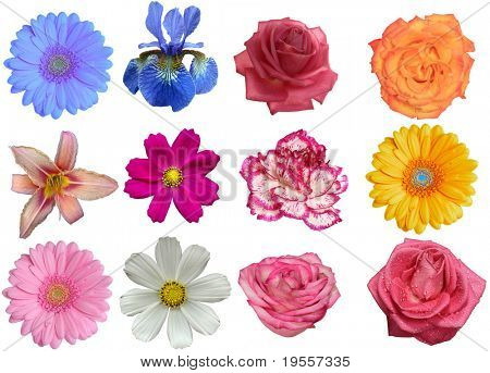 Flower heads isolated on a white background ( Full size in portfolio)