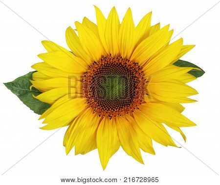 Single beautiful sunflower with leaves isolated on a white background. Nice flower for packing of sunflower oil sunflower seeds or halvah.