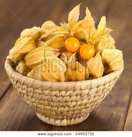 Physalis