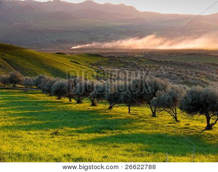 Rural landscape at sunset of a valley cultivate with trees of olives in row