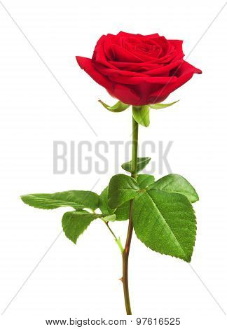 Red Rose Flower