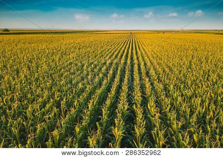 Aerial Drone View Of Cultivated Green Corn Field Landscape