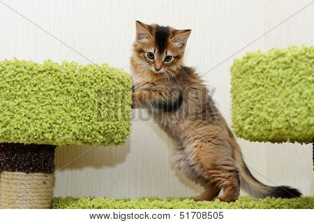 Cute Somali Kitten Indoor