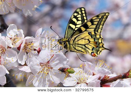 Butterfly and white flower. Nature composition.