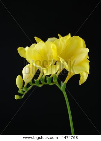 Yellow Freesia On Black