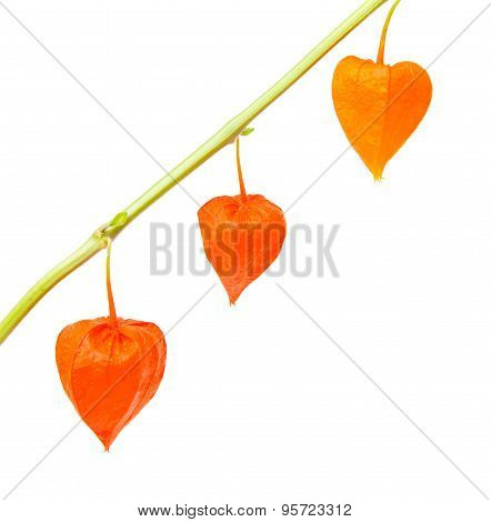 Physalis