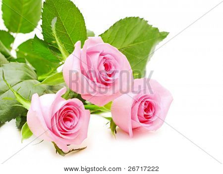 flower of pink roses on white background