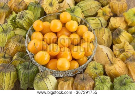 Physalis Peruviana - Golden Berry, Tropical Fruit Uchuva