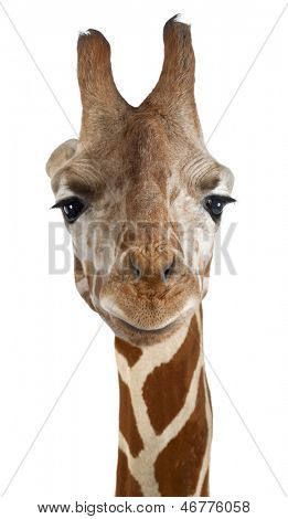 Close-up of a Somali Giraffe facing, Giraffa camelopardalis reticulata, (2,5 years old) isolated on white