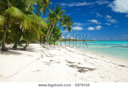 Caribbean Wild Beach