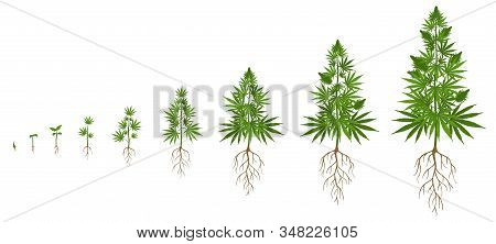 Hemp Plant Growth Cycle. Cannabis Cultivation, Planting Marijuana Seeds And Hemps Plants Stages Of G