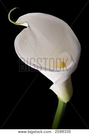 Elegant White Calla