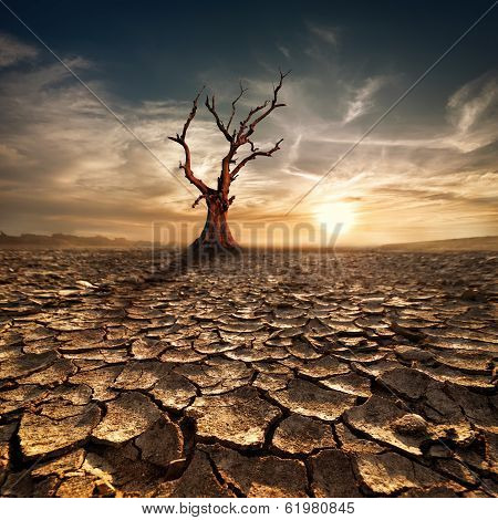 Global Warming Concept. Lonely Dead Tree Under Dramatic Evening Sunset Sky At Drought Cracked Desert