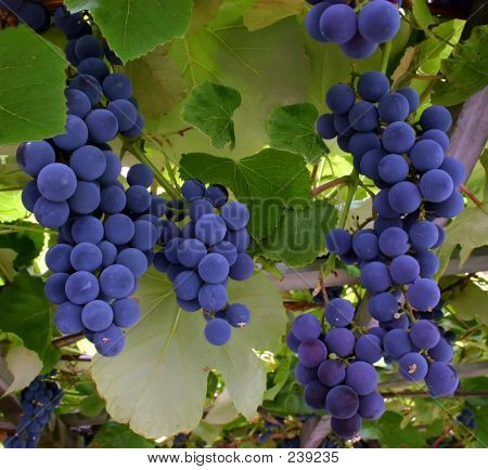  Blue Grapes Hanging From A Vine