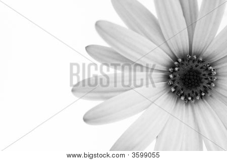 Gerbera