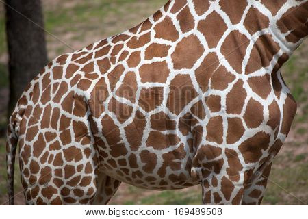 Reticulated giraffe (Giraffa camelopardalis reticulata), also known as the Somali giraffe. Skin texture.