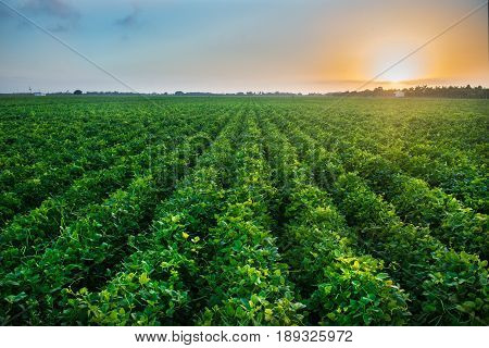 Green bean crop field on the farm before the harvest at sunset time. Agricultural industry farm groving genetically modefided food on field.