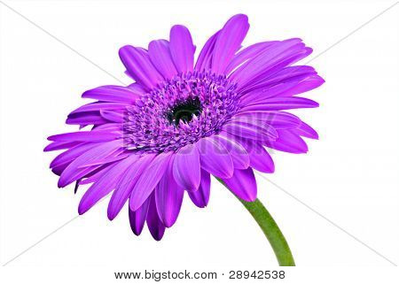 One purple daisy gerbera on a pure white background with space for text