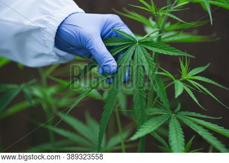 Cannabis Research, Cultivation Of Marijuana (cannabis Sativa), Flowering Cannabis Plant As A Legal M