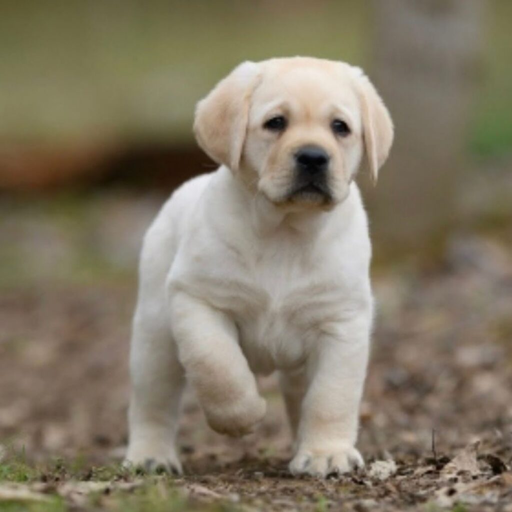 Yellow English Labrador Puppy