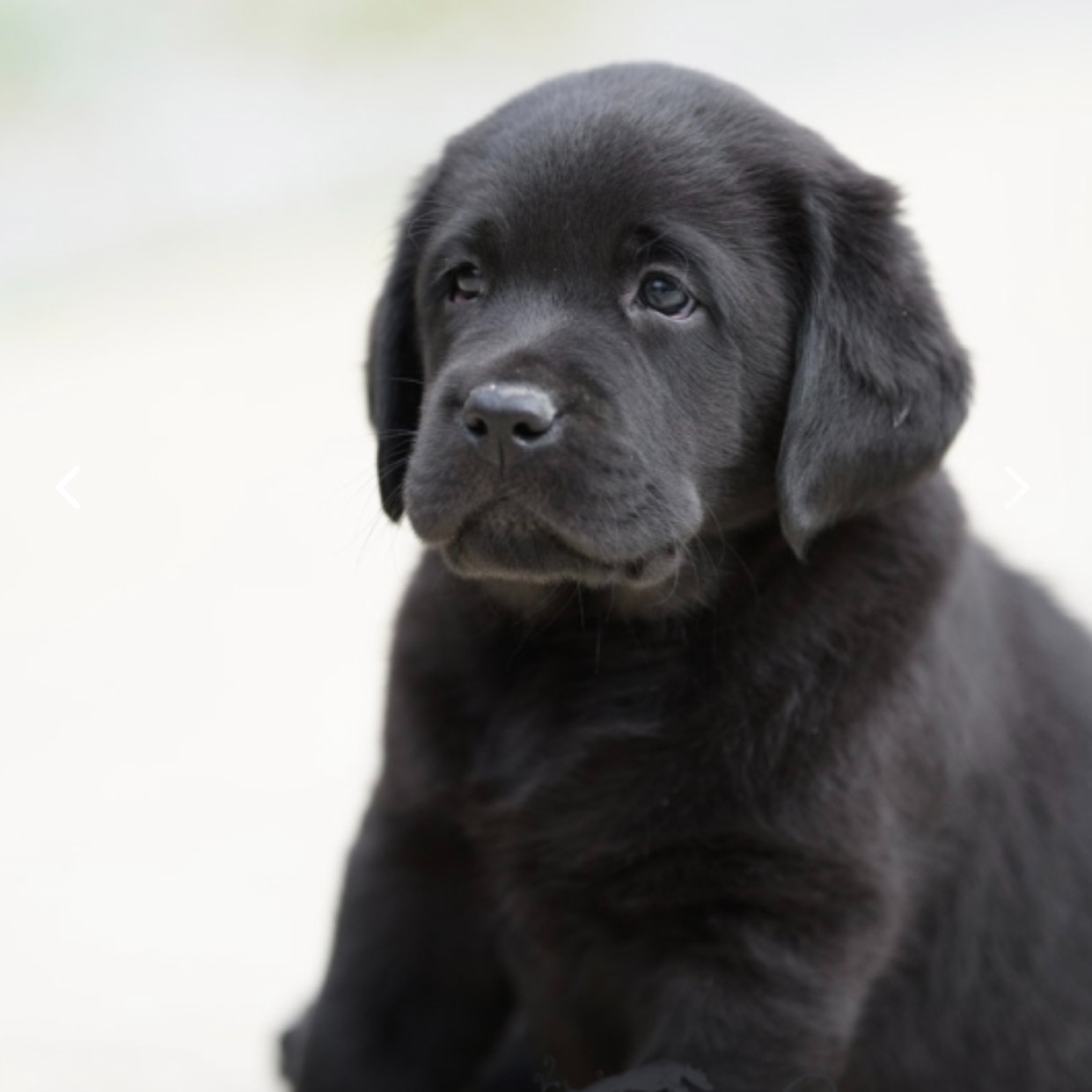 Black Labrador Puppy