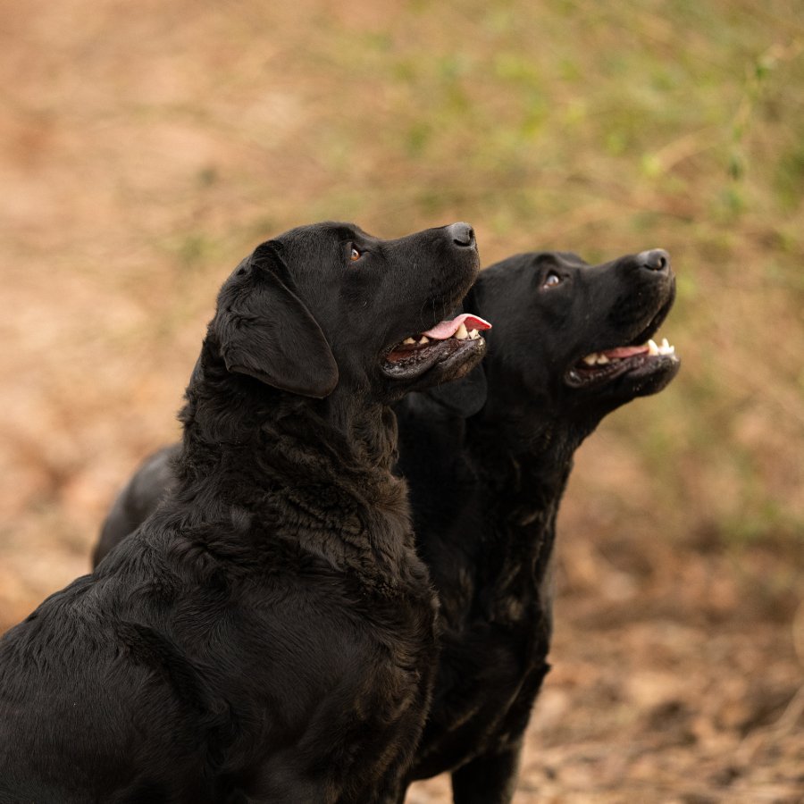 Black Labradors