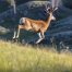 Whitetail Deer Path