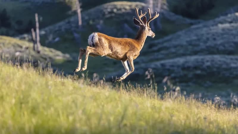 Hunt Whitetail Deer