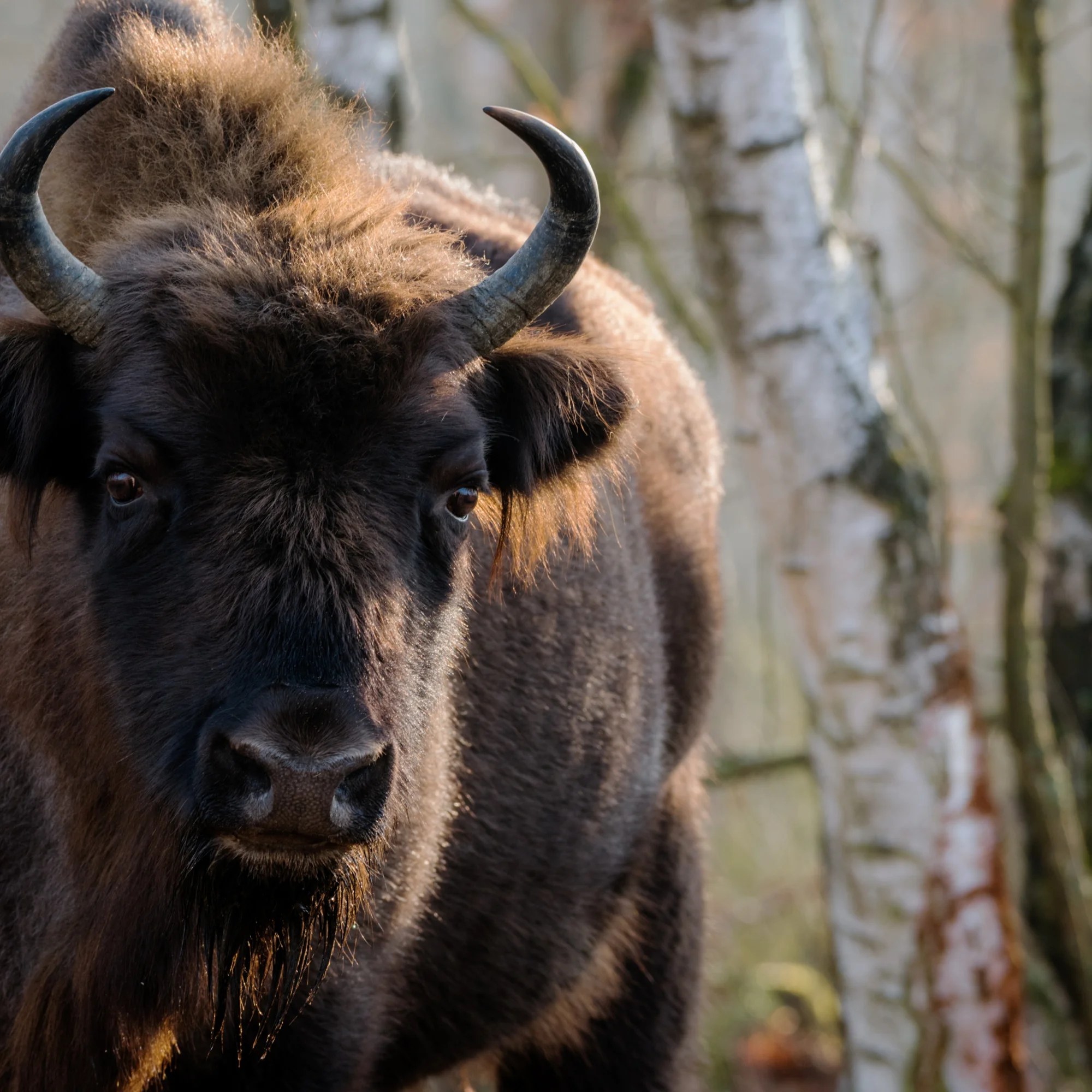 Close-up photo of a bison.