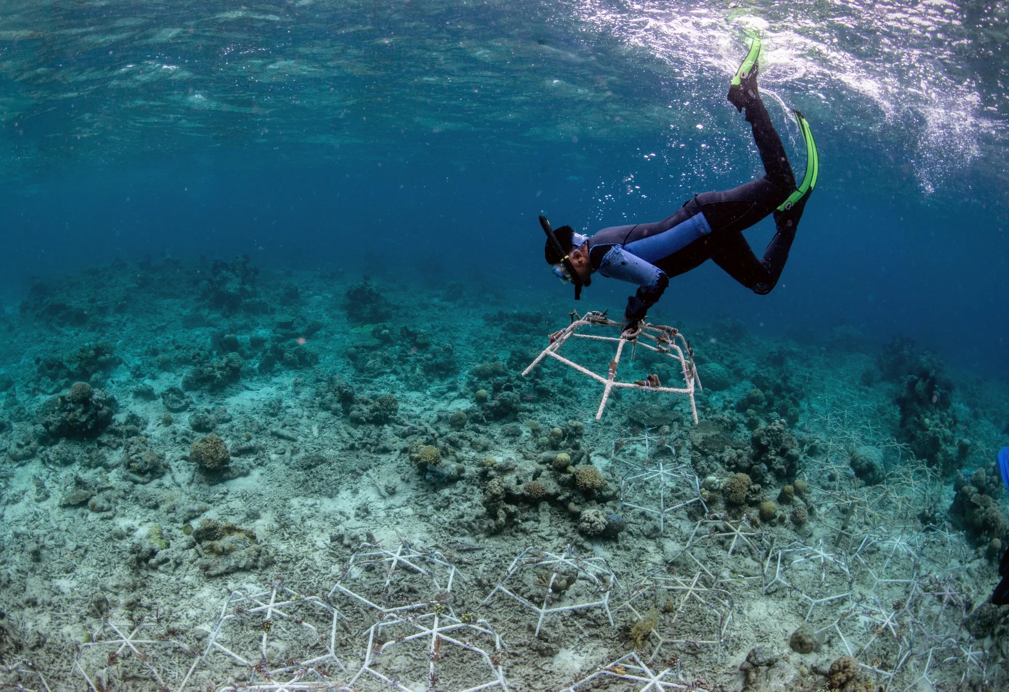 A diver handling reef stars underwater