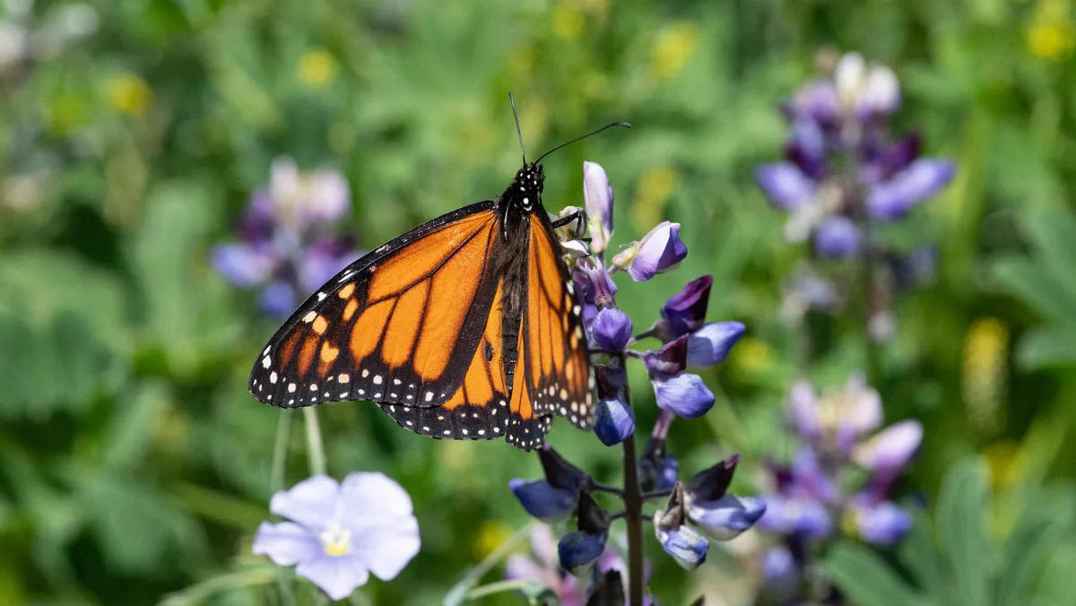 An orange and black monarch butterfly rests with its wings spread on a purple plant in the foreground with lots of greenery in the background.