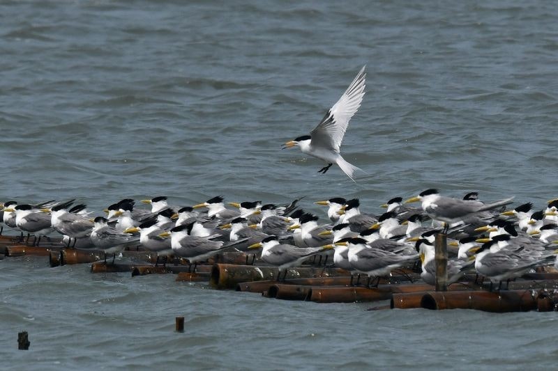 百年未見全球只有50隻 「神話之鳥」黑嘴端鳳頭燕鷗現身台南