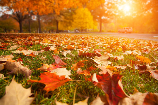 Yellow, orange and red autumn leaves in fall park.