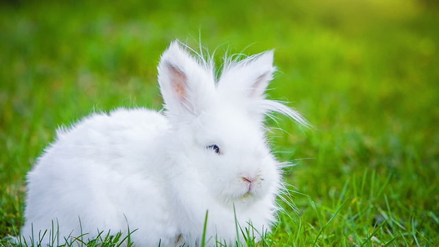 Video of white rabbit outdoors