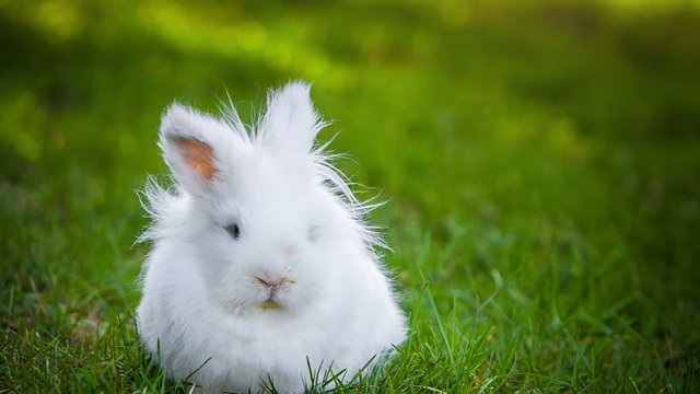 Video of white rabbit outdoors