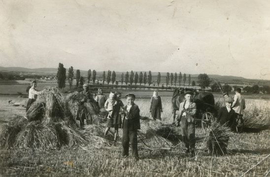 farmer harvest old photo