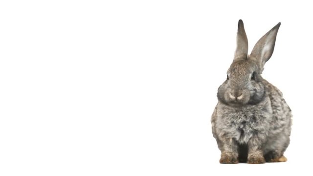 rabbit talking on a white background