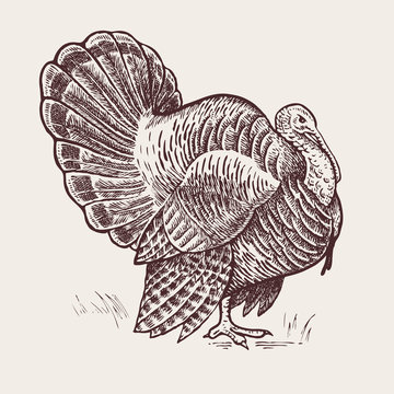 Graphic illustration - poultry turkey.